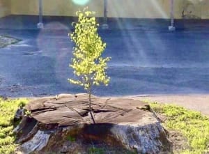 shaffer professional services logo