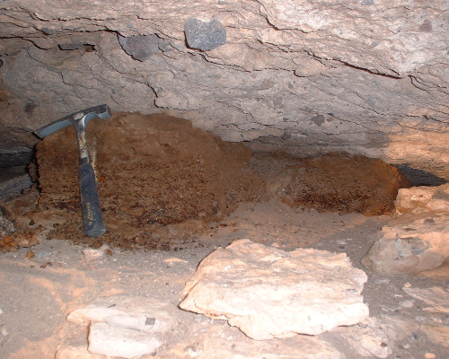 Researchers can learn about past ecosystems by studying ancient rodent nests, known as middens.