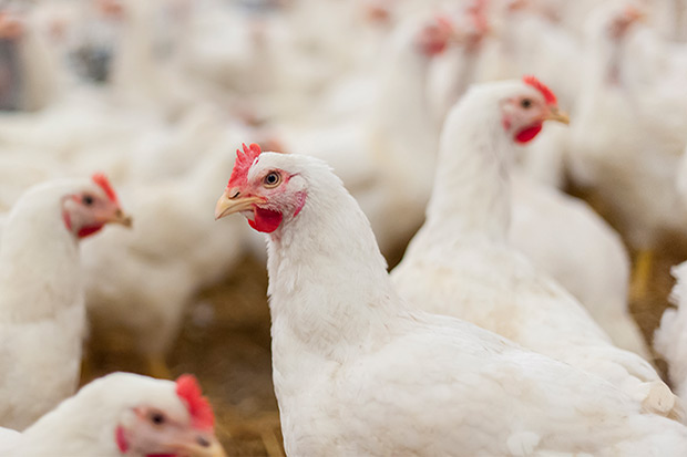 White chickens