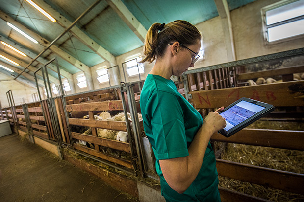 Female veterinarian using digital tablet in barn