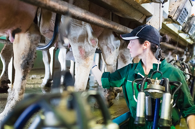 Woman worker controlling a milking machine