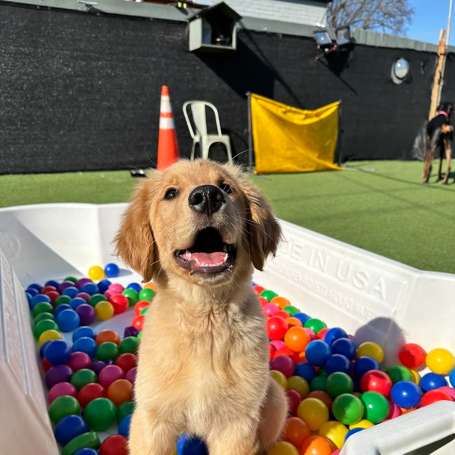 Animal People Dog Boarding & Day Care