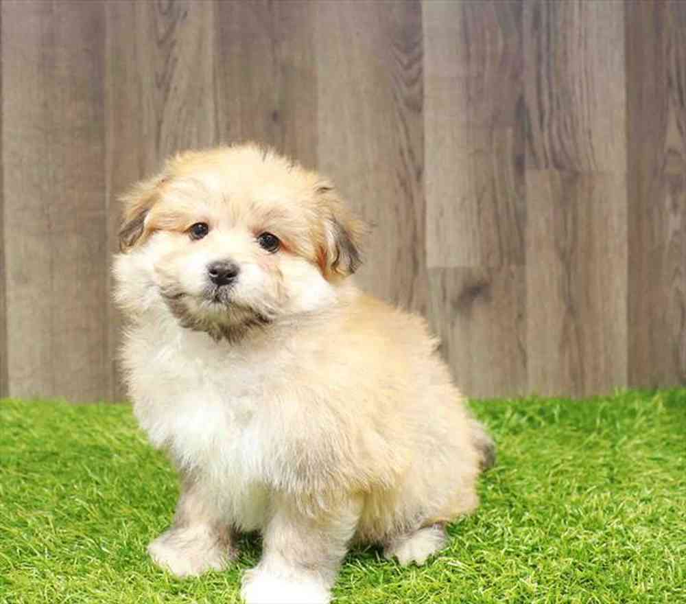 Pom-A-Poo image