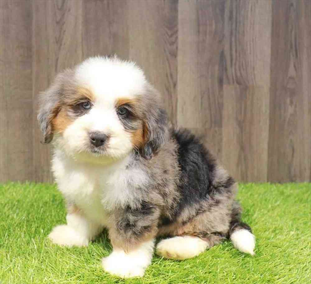 Bernedoodle image