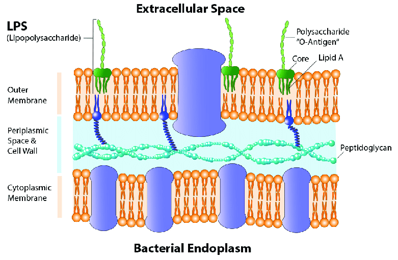 Advancing Endotoxin Detection: An Innovative High Sensitivity Recombinant Factor C Testing Solution