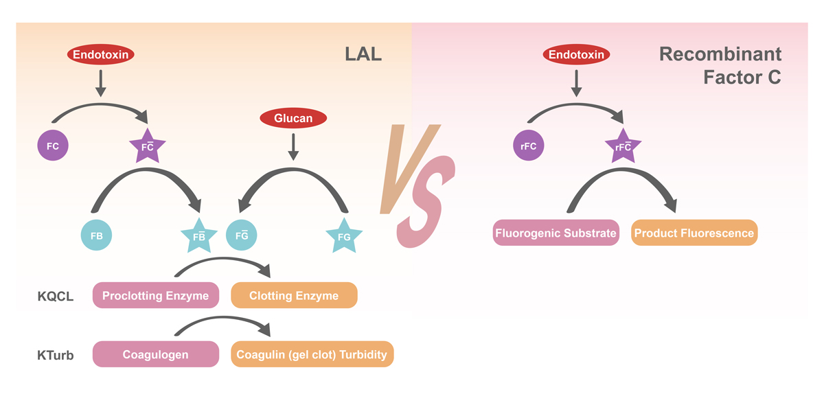 Advancing Endotoxin Detection: An Innovative High Sensitivity Recombinant Factor C Testing Solution