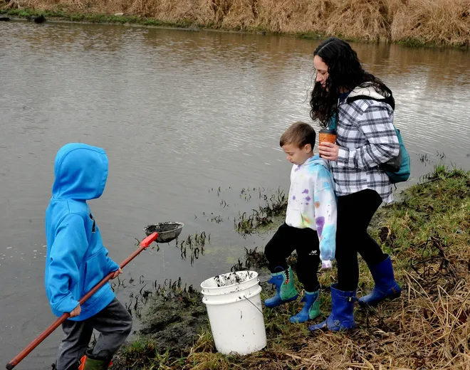 A net full of something from the marsh is retrieved with a bucket during a preview Migration Sensation. This year