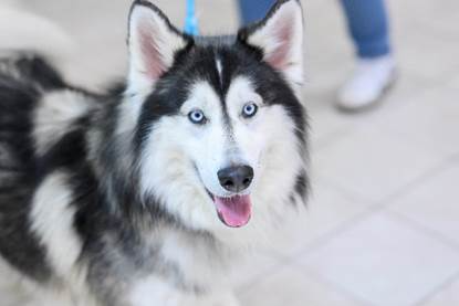 A dog with blue eyes 
AI-generated content may be incorrect.