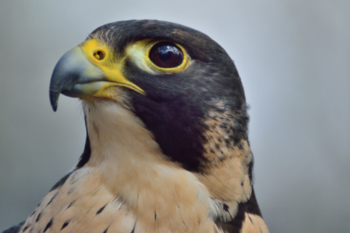 Raptor