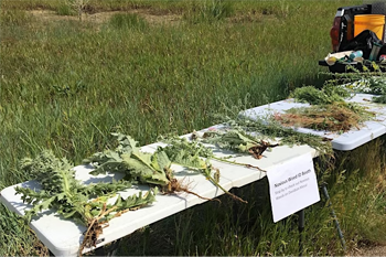 noxious weed booth