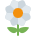 🌼