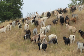 goats grazing at north open space