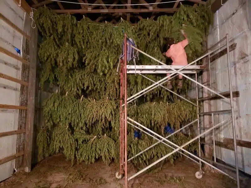 hemp plant drying process