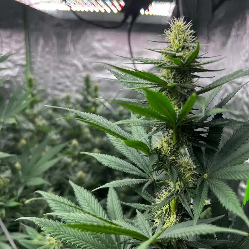closeup of hemp plant buds