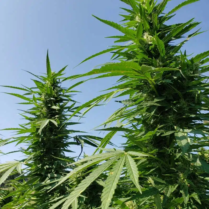 close up of hemp plants with blue sky background