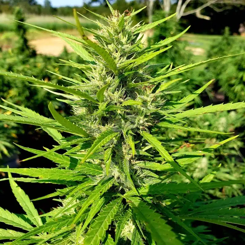 close up of hemp plant leaves