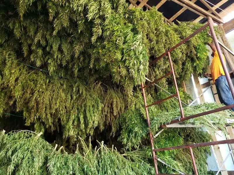 hanging hemp plants
