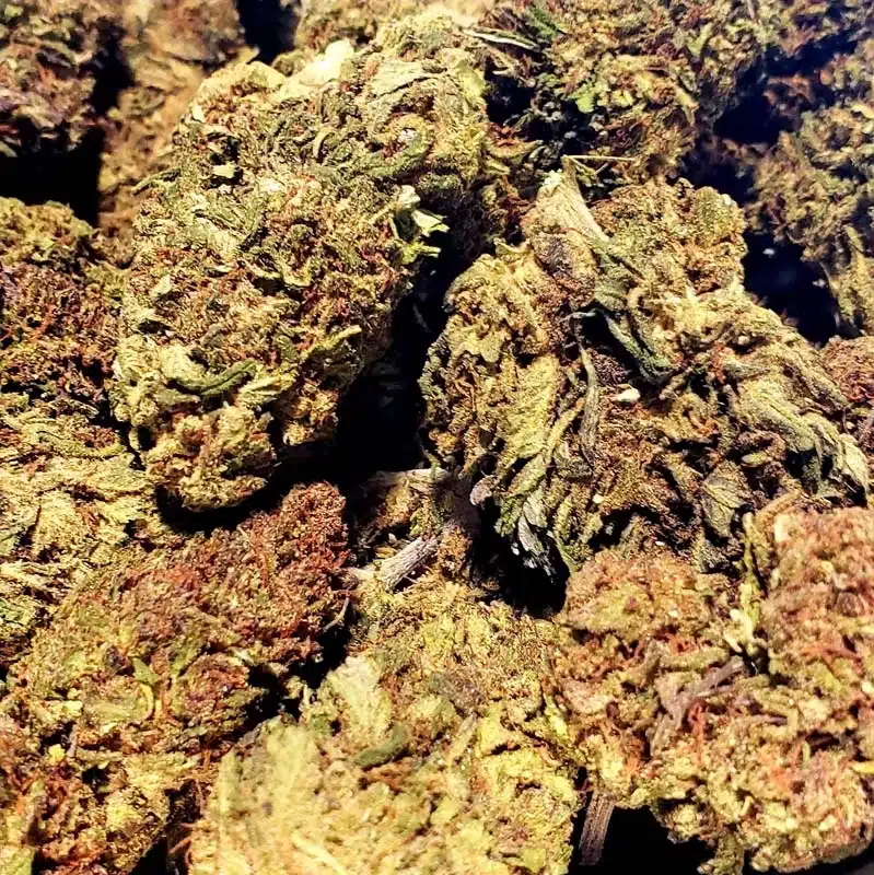 close up of dried buds