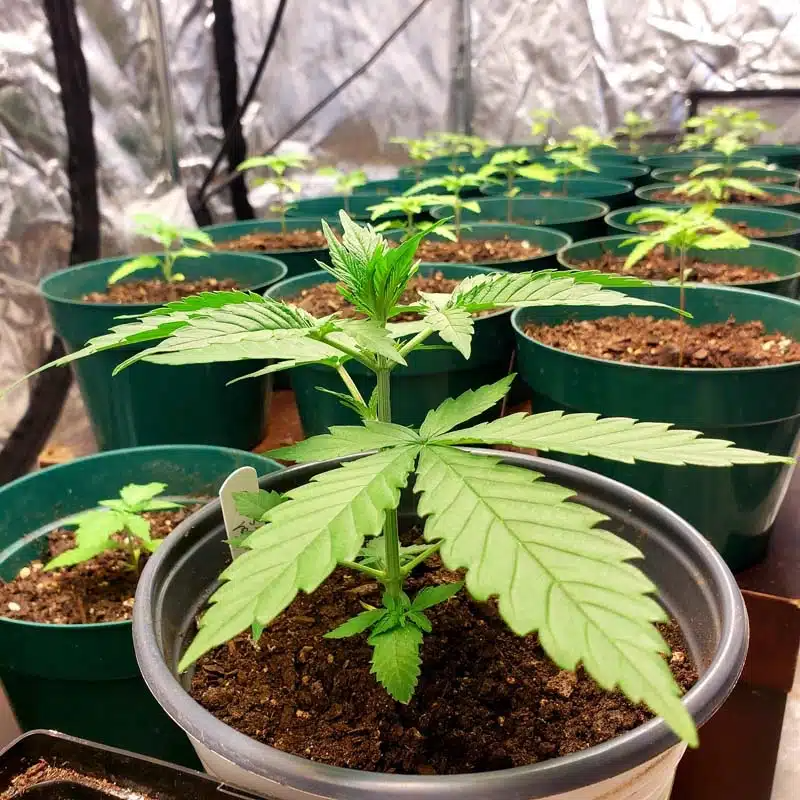 potted plants