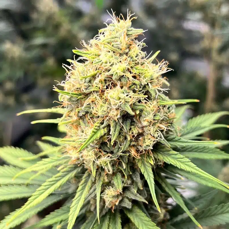 close up of hemp bud on plant