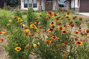 Photo of yellow and red flowers in the front yard of a home