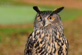 Close-up of owl with striking orange eyes and tufted ears, perched against a blurred green and brown natural background, conveying alertness.