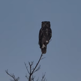 a owl spotted in Louisville 