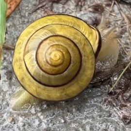 brown lipped snail