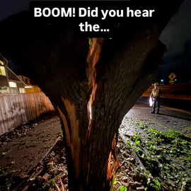 A tree struck by lightning in Louisville