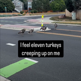 Turkeys crossing the road 