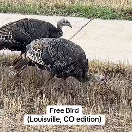 two wild turkeys with text "Free Bird Louisville, Co Edition" 