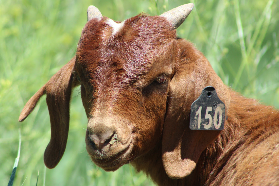 A close up of a brown goat