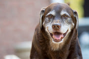 Brown older dog