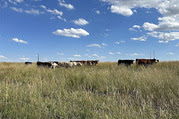 Grassland with cows grazing