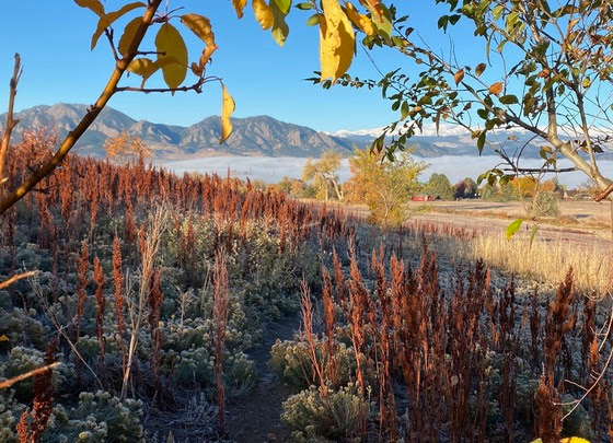 frosty plants and yellow leaves with flatirons in background and blue skies