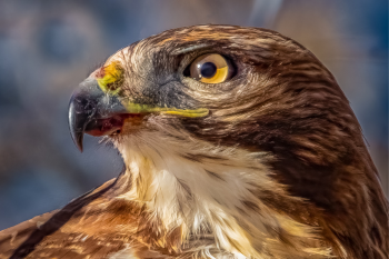 close up of large hawk