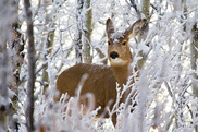 Deer in winter