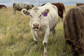 Cow grazing on Davidson Mesa Open Space