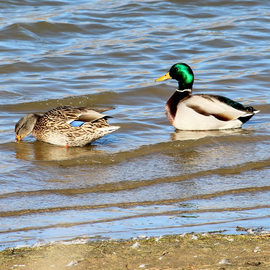 two ducks swimming 