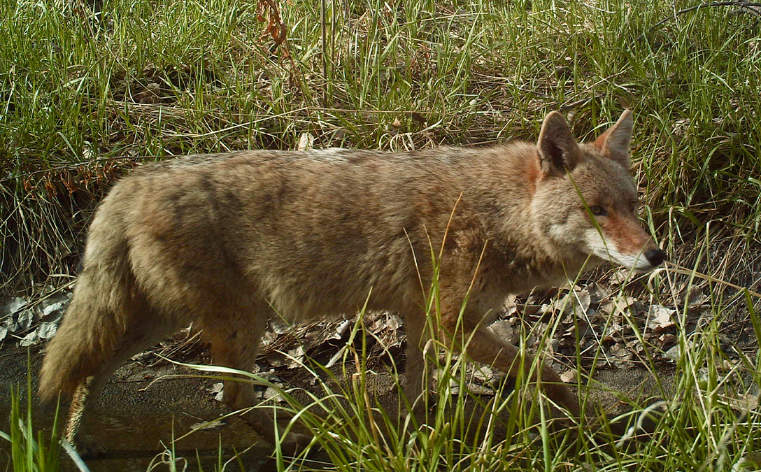 Coyote on North Open Space