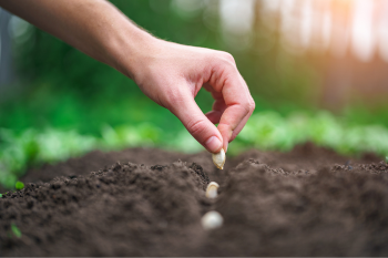 Hand dropping seeds into soil