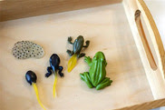 Plastic or rubber figures representing the life cycle of a frog