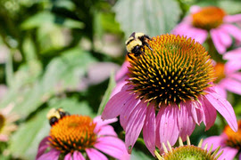 Bee on a pink flower