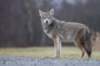 coyote standing on path