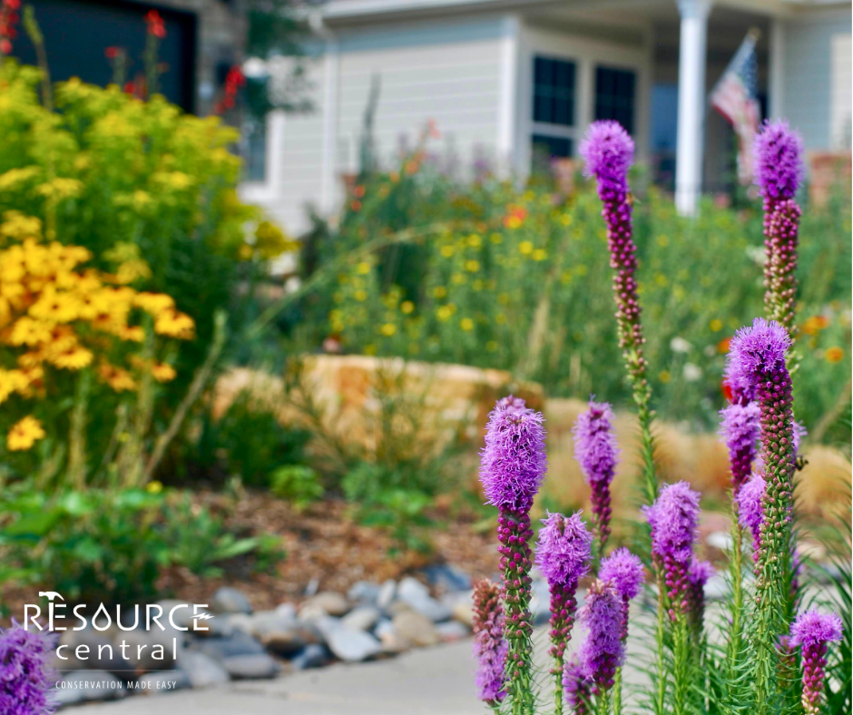 Purple flowers in a waterwise yard