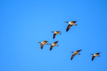 geese flying in a V formation in the blue sky