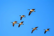 Geese flying in formation