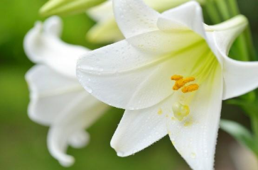 Close-up of white lilies
