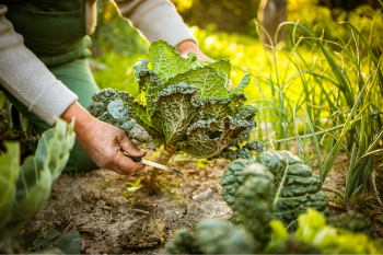 A person harvests a head of leafy green kale from a garden, surrounded by other leafy vegetables and green plants.