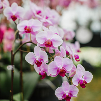 Flower-Show